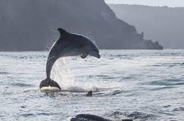 Baie Mt St Michel , Jullouville , Villa Caprice Rdc , 50 M Mer ,7 Pers , Pres Plage Dday Bagian luar foto