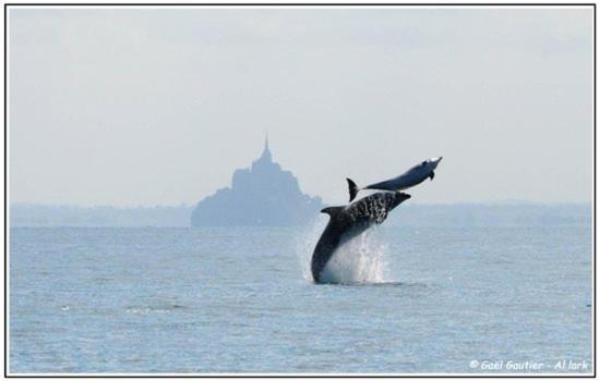 Baie Mt St Michel , Jullouville , Villa Caprice Rdc , 50 M Mer ,7 Pers , Pres Plage Dday Bagian luar foto