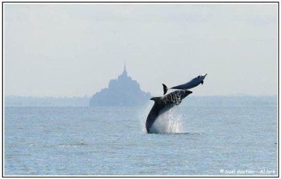 Baie Mt St Michel , Jullouville , Villa Caprice Rdc , 50 M Mer ,7 Pers , Pres Plage Dday Bagian luar foto